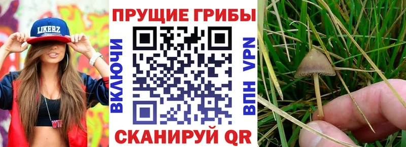 Купить  Сухиничи  Псилоцибиновые грибы ЛСД 